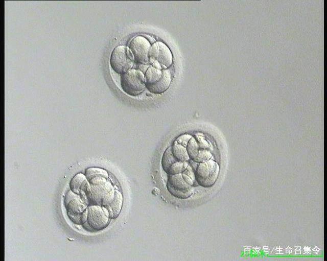 孕妇