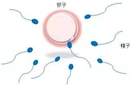 安满孕妇奶粉