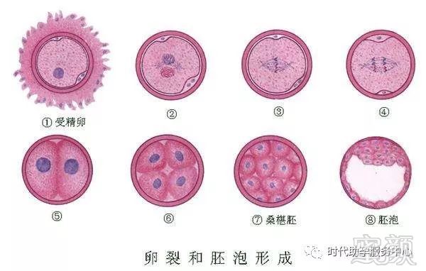 安满孕妇奶粉